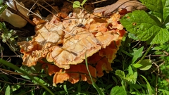 Laetiporus sulphureus
