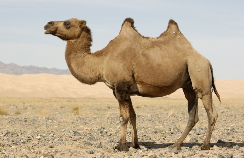 Voici un camelus ferus. Cette image nous montre bien la grande différence entre lui et le camelus bactrianus : la finesse de ses deux bosses.