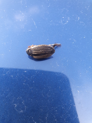 Lesser Diving-beetle, 9255 XG Tietjerk, Nederland, photo 5 of 10