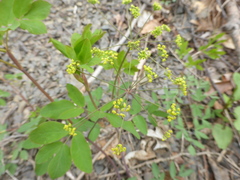 Taenidia
