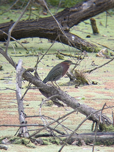 Green Heron observed by alex_tran