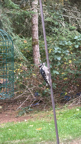 Hairy Woodpecker observed by softanimalbody