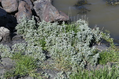 Artemisia maritima