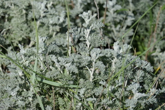 Artemisia maritima