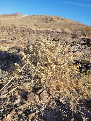 Atriplex confertifolia, 2026-10-17