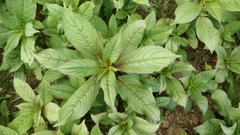Impatiens glandulifera