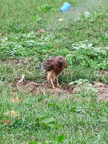 Red-shouldered Hawk observed by creepingthyme