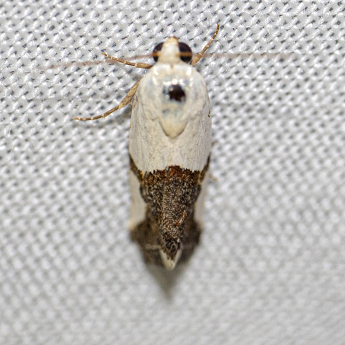 Ponometia cuta