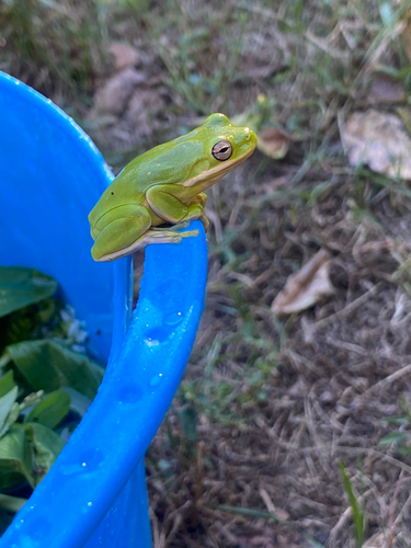 Green Treefrog observed by odobenine