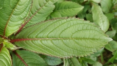 Impatiens glandulifera