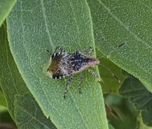 Hibiscus Scentless Plant Bug