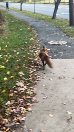 Red Fox observed by alski