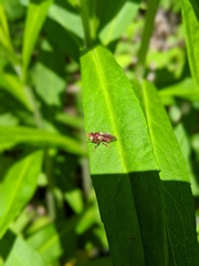 Myopa clausa