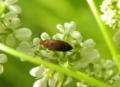 Anaspis flava