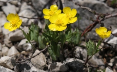 Ranunculus hybridus