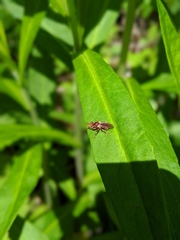 Myopa clausa