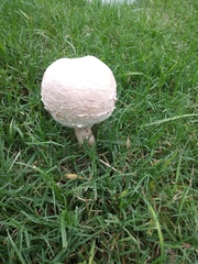 Chlorophyllum