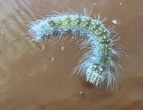 Featured image for “Dagger Moths”