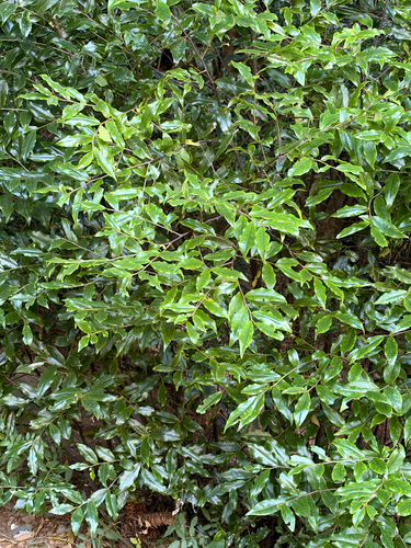 Symplocos lancifolia observed 2026-10-18