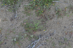 Gilia capitata chamissonis