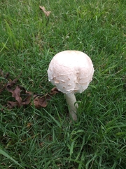 Chlorophyllum