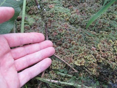 Azolla microphylla