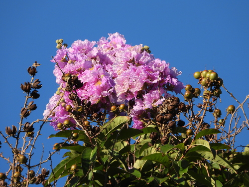 Lagerstroemia speciosa observed 2026-10-16