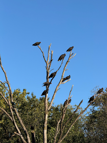 Turkey Vulture observed by free_shipping94