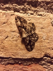 Peribatodes umbraria