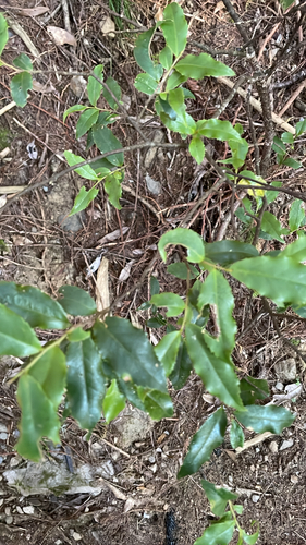 Symplocos lancifolia observed 2026-10-18