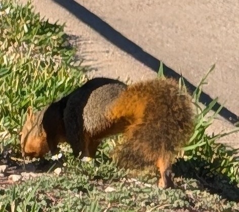 Eastern Fox Squirrel observed by bobbie79