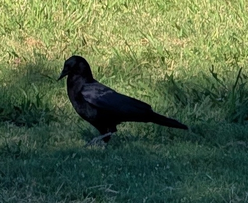 American Crow observed by bobbie79