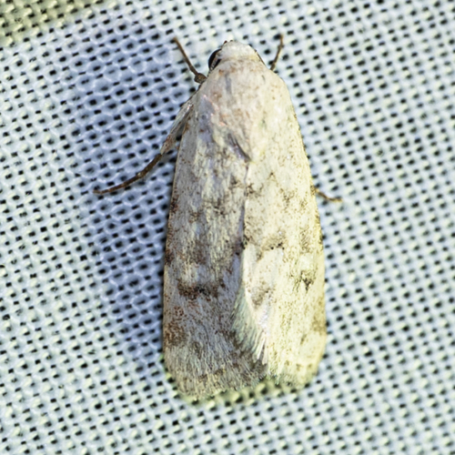 Leucocnemis perfundis