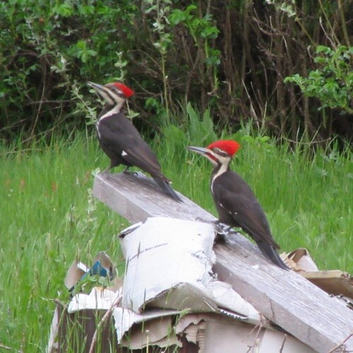 Pileated Woodpecker observed by anglocan1