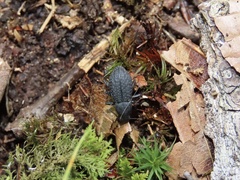 Polypleurus perforatus