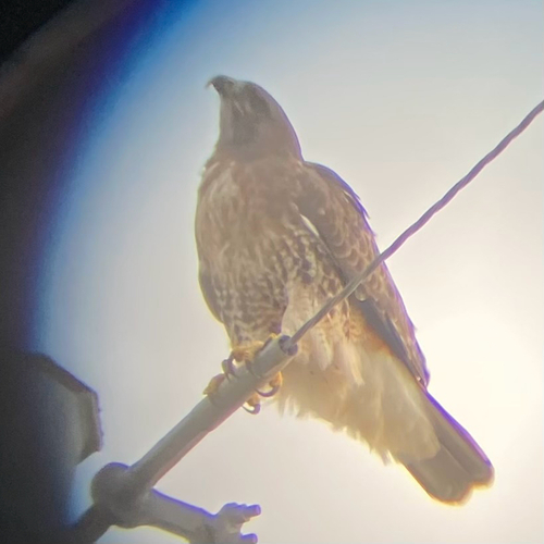 Red-tailed Hawk observed by jharvey2025