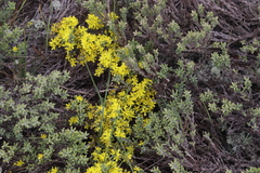 Hudsonia tomentosa