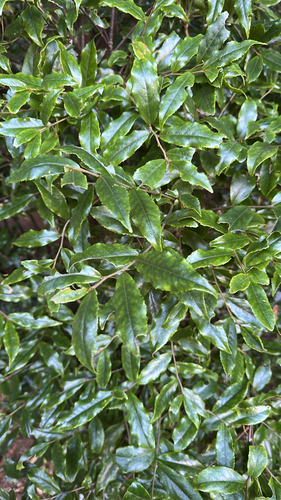 Symplocos lancifolia observed 2026-10-18