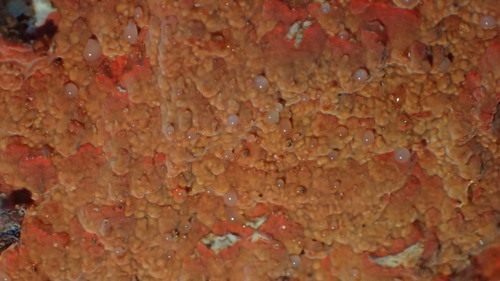 Phlebia coccineofulva, 2026-10-16