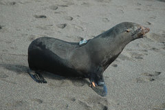 Arctocephalus townsendi