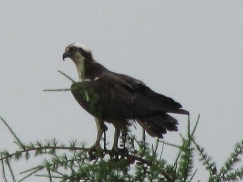Osprey observed by anglocan1