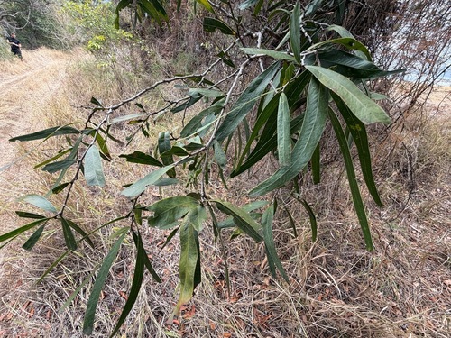 Acacia fasciculifera, 2026-10-17