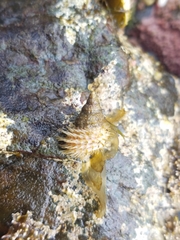 Trichotropis cancellata