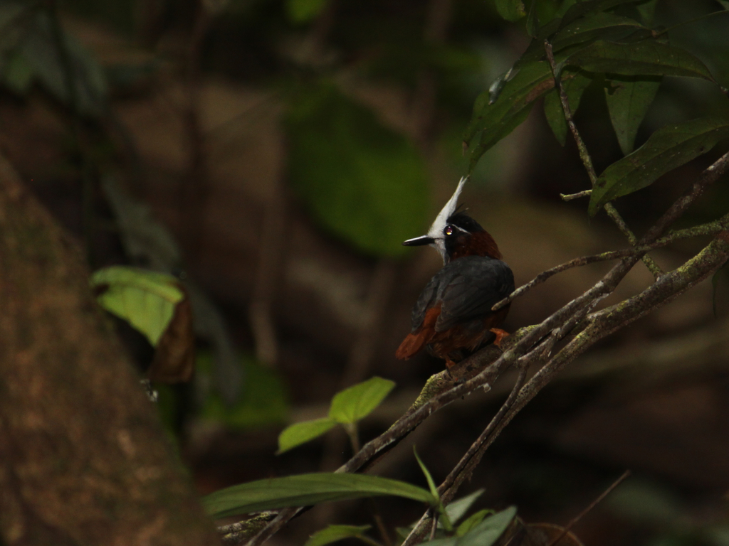 White-faced Antbirds