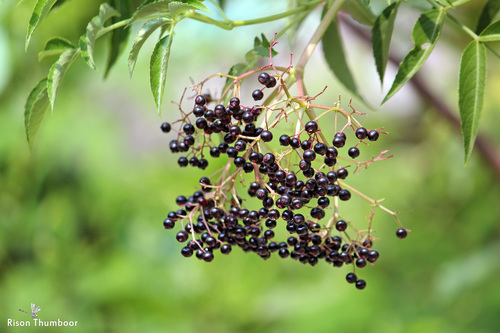 Sambucus canadensis