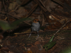 Willisornis poecilinotus