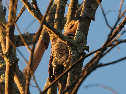 Northern Flicker observed by hz70428in
