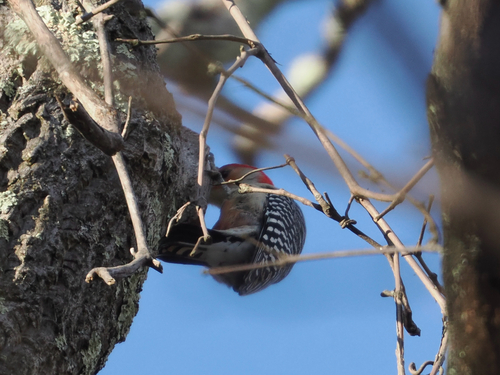 Red-bellied Woodpecker observed by hz70428in