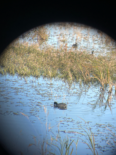 American Coot observed by adventureswithnighteyes
