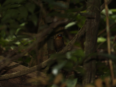 Gymnopithys rufigula